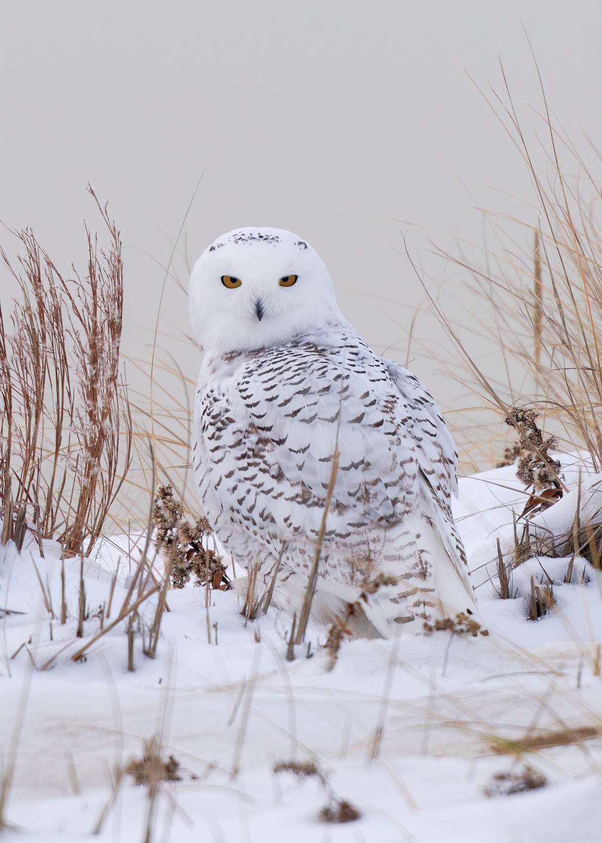 Snowy owl Poster och Canvastavla