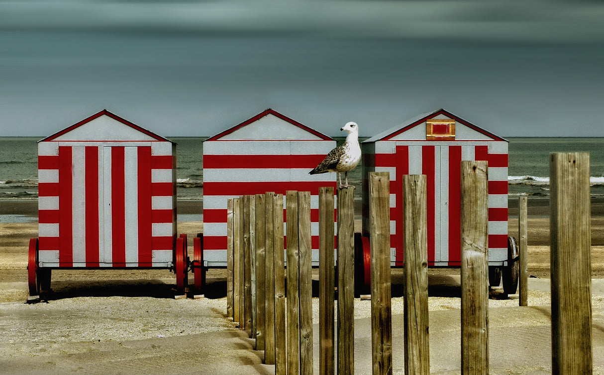 Smell the sea, feel the breeze Poster och Canvastavla