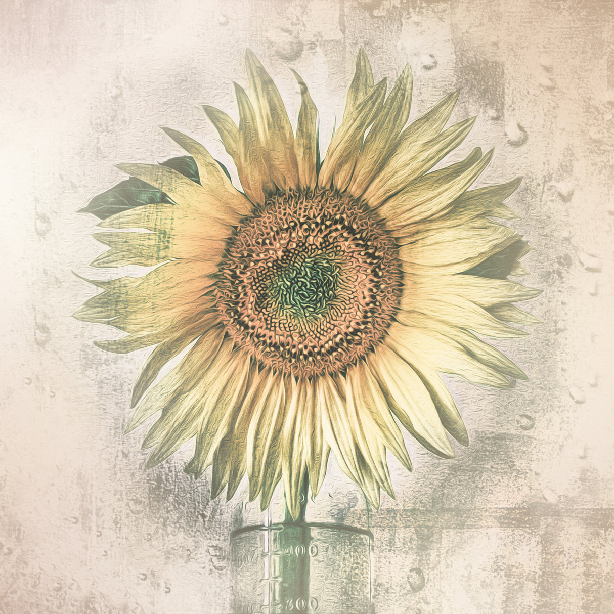 sunflower Poster och Canvastavla