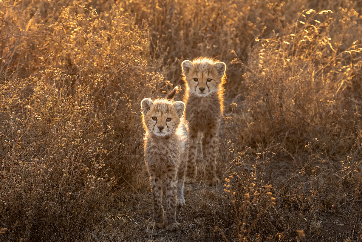 Two Little cheetah Poster och Canvastavla
