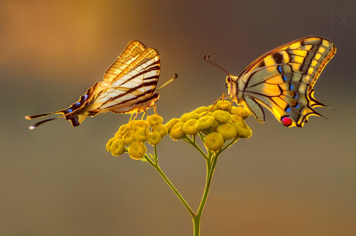 Swallowtail beauty contest Poster och Canvastavla