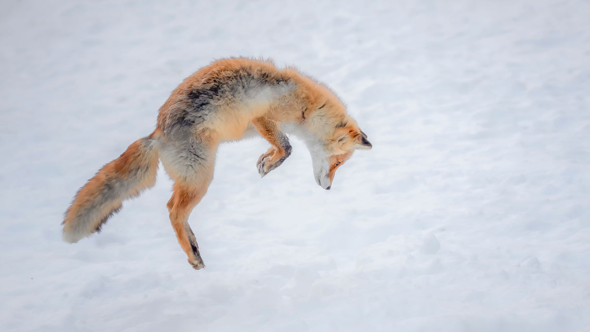 What a jump! Poster och Canvastavla
