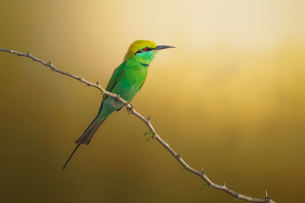 Little Bee-eater Poster och Canvastavla