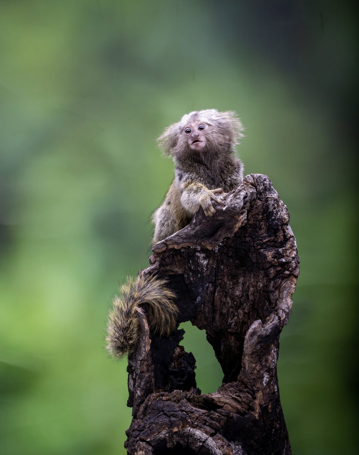 Marmoset Poster och Canvastavla