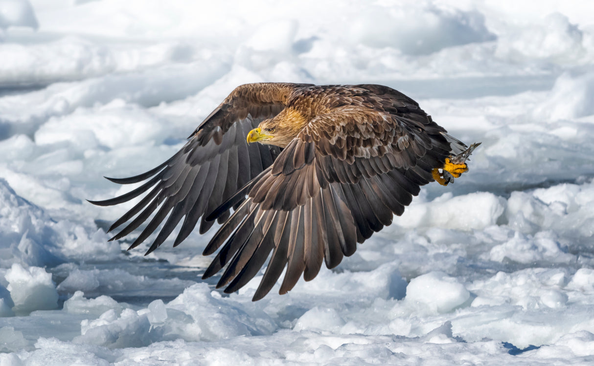 White-tailed Eagle Poster och Canvastavla