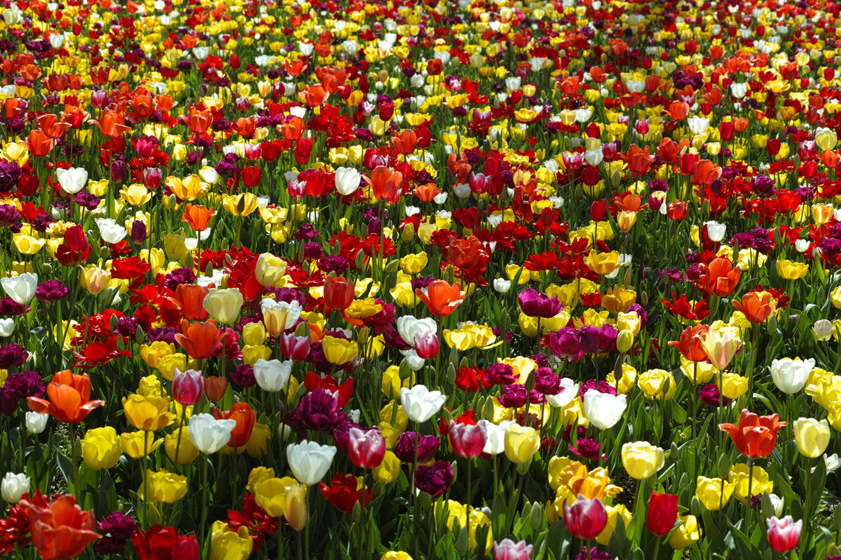 colorful tulips Poster och Canvastavla