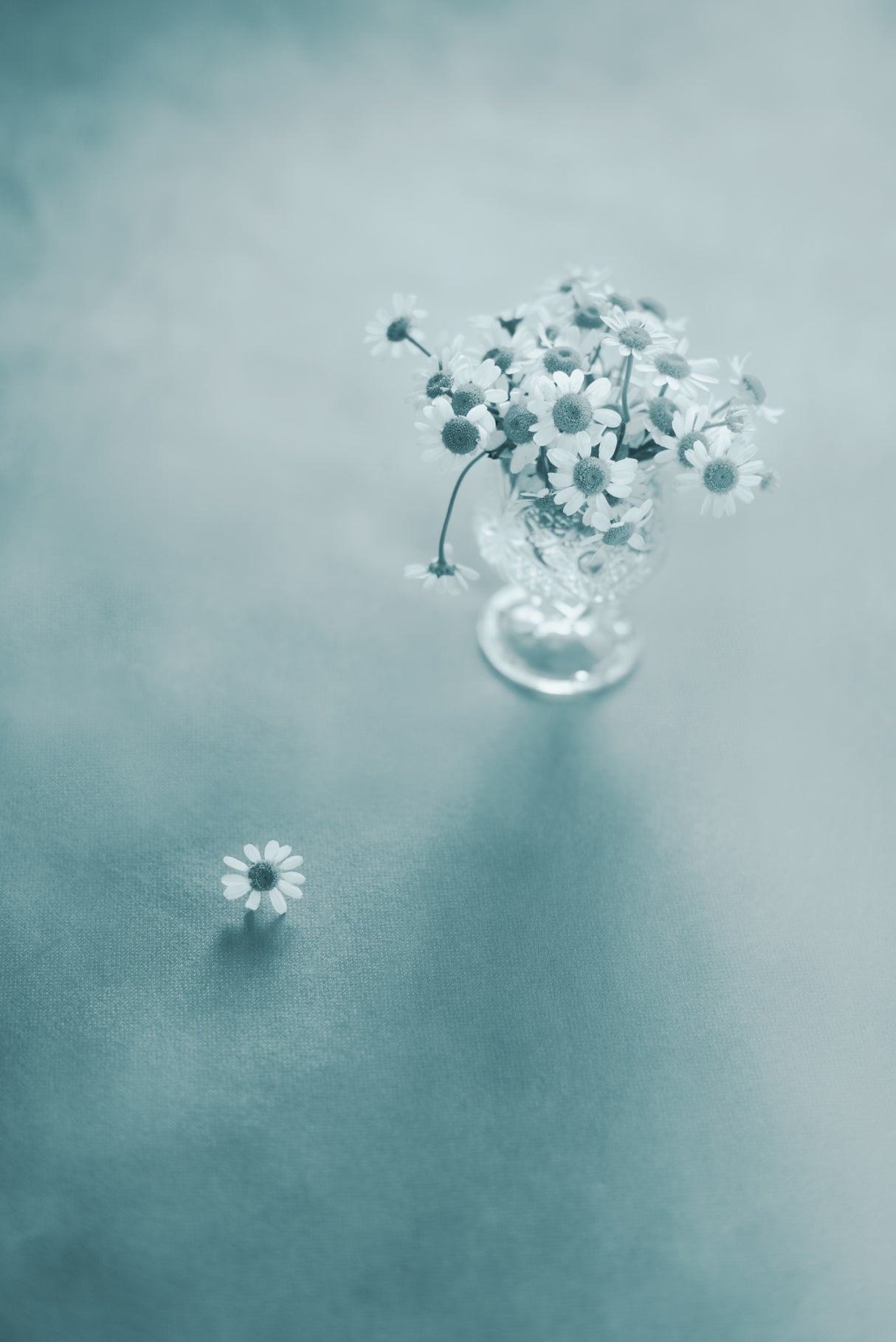 Blue daisies Poster och Canvastavla