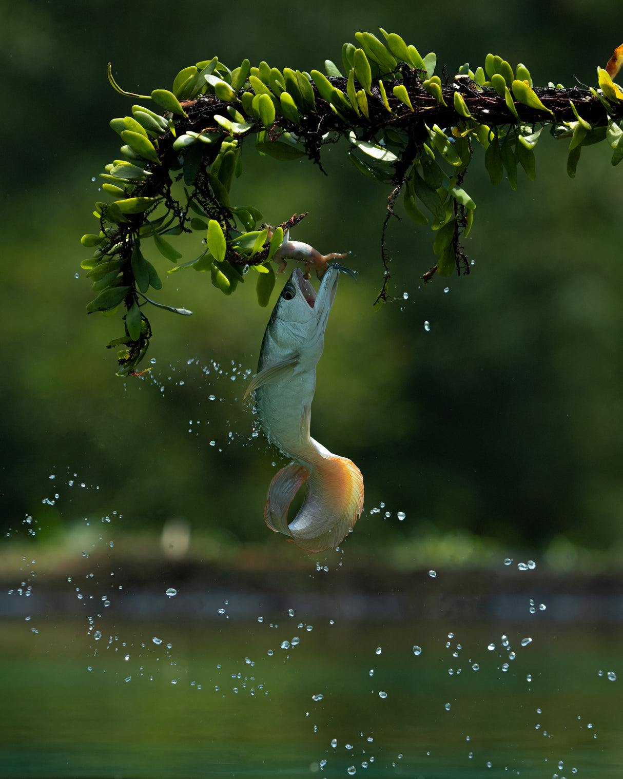 Arowana Catching their Prey Poster och Canvastavla
