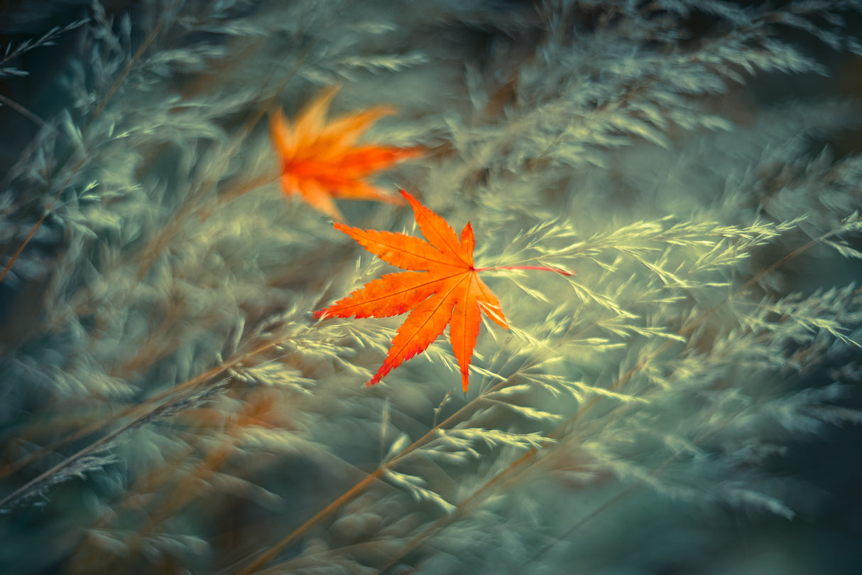 At the End of Autumn Poster och Canvastavla