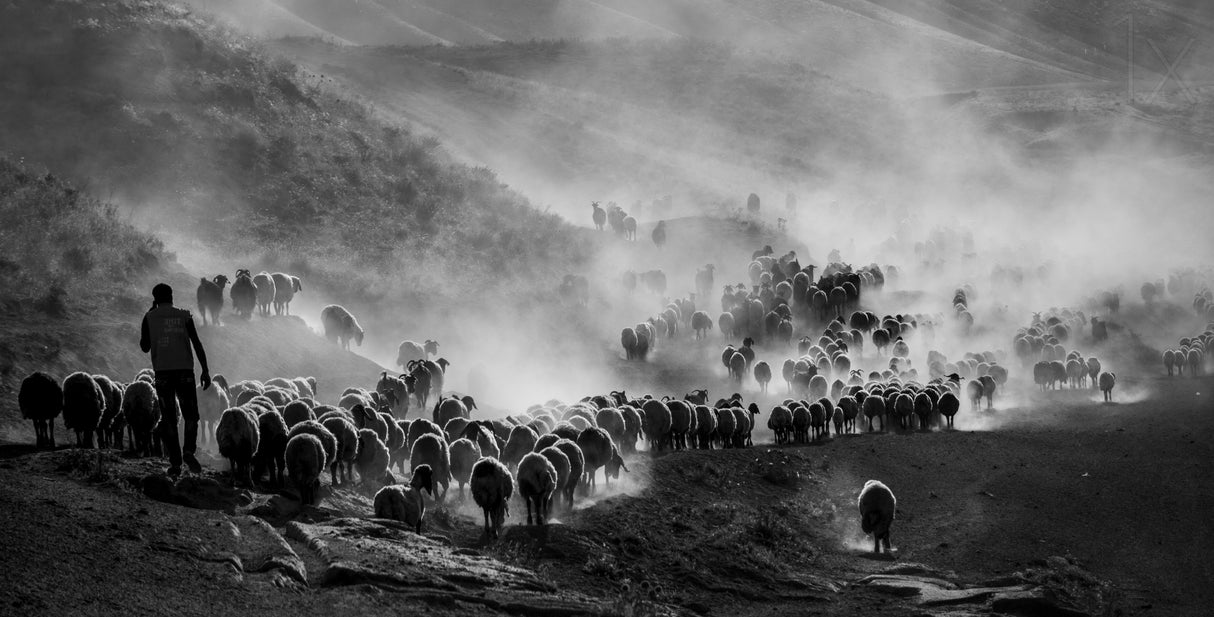 flocks Poster och Canvastavla