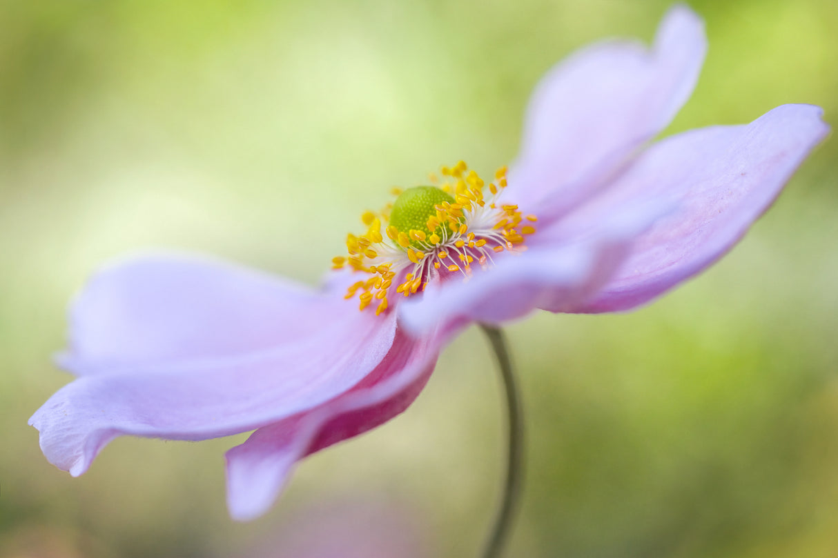 Japanese Anemone Poster och Canvastavla