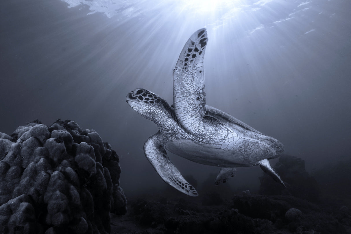 On the reef Poster och Canvastavla
