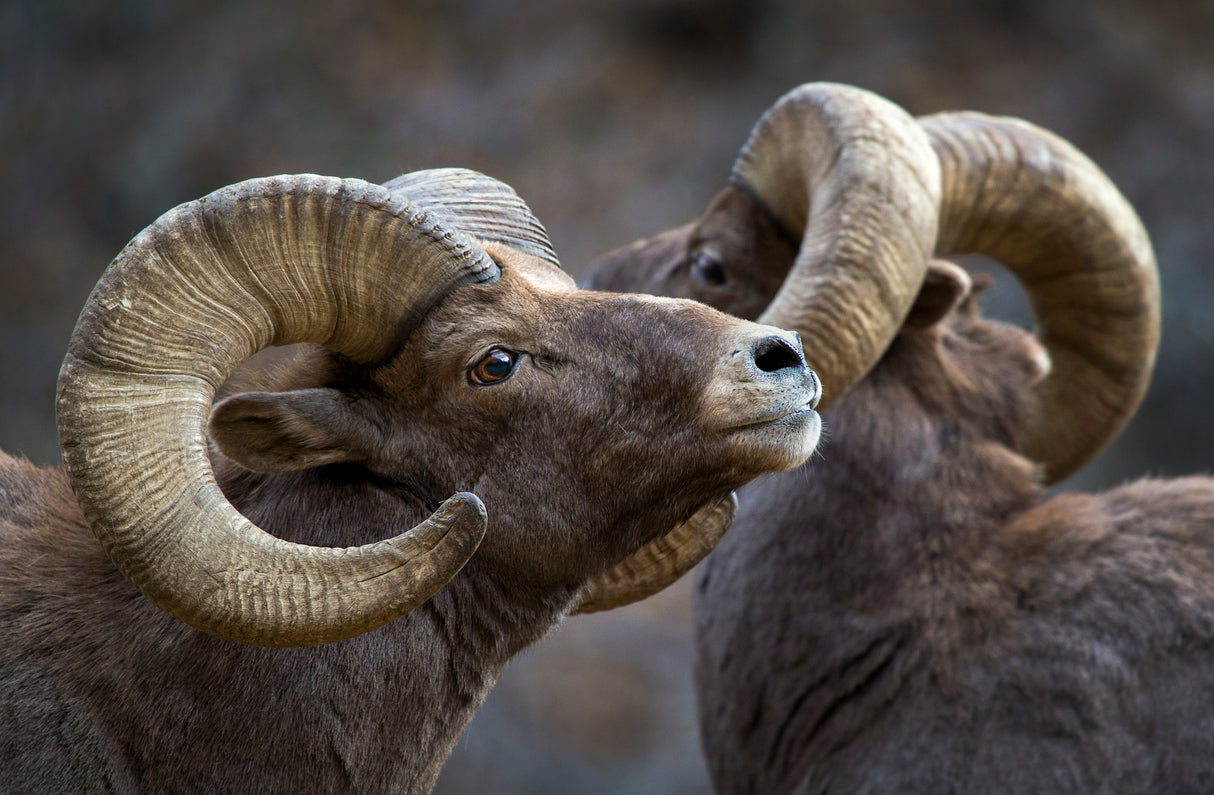 Bighorn sheep, Ovis canadensis Poster och Canvastavla