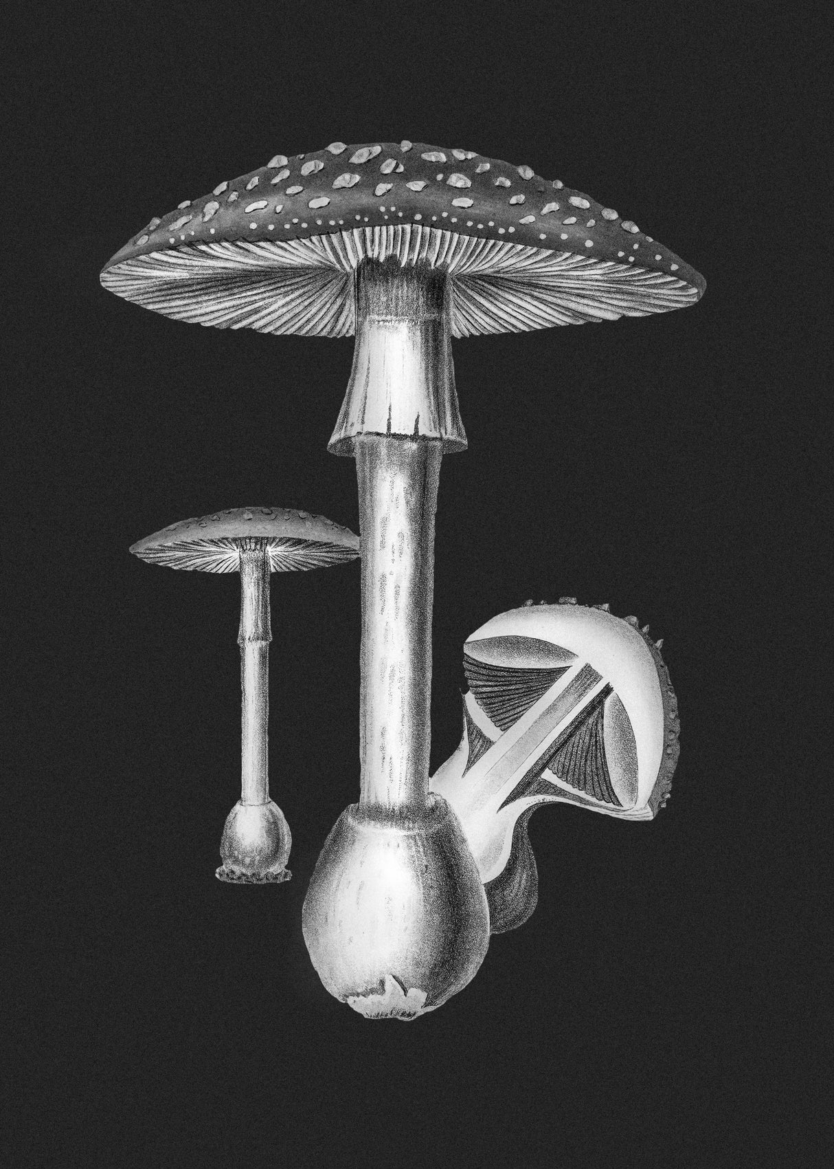 Amanita Muscaria Dark Background BW Poster och Canvastavla