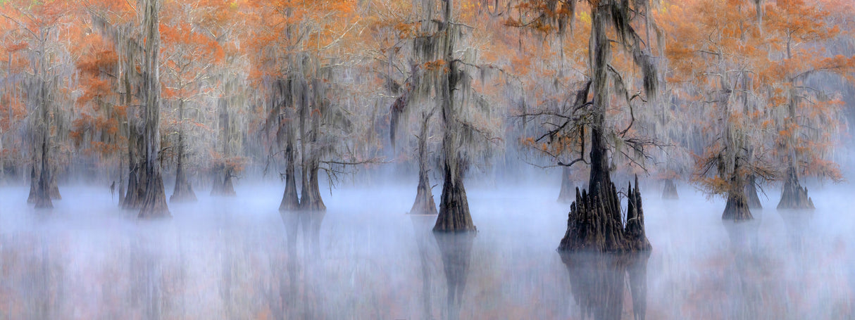 Caddo Lake Poster och Canvastavla