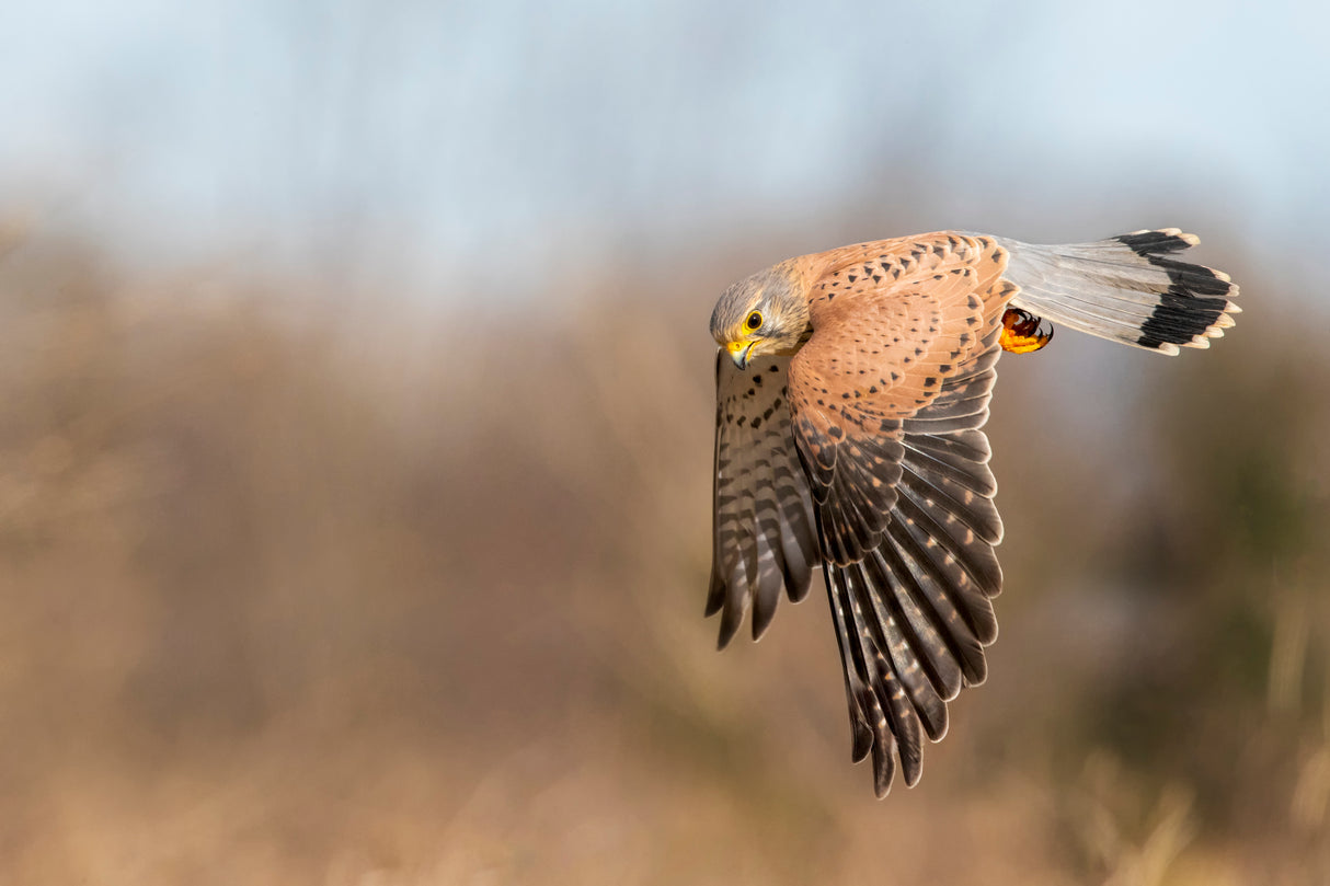 Kestrel on patrol Poster och Canvastavla