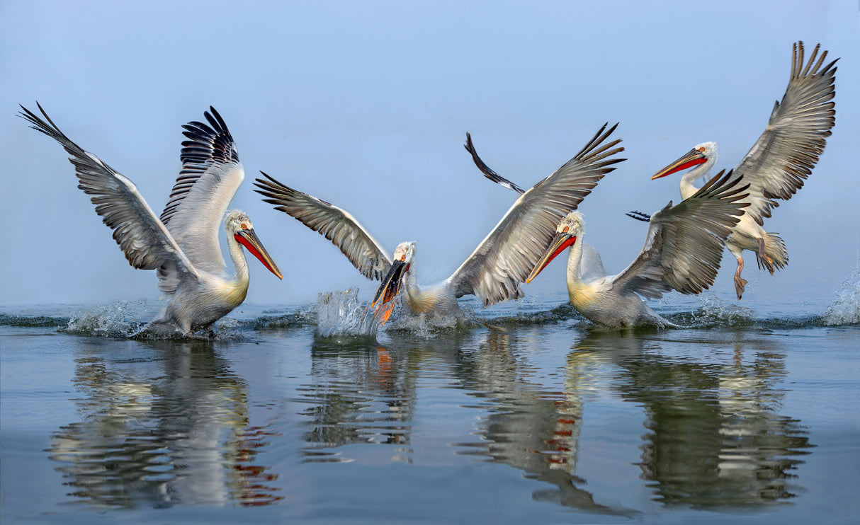 Dalmatian pelicans fishing Poster och Canvastavla