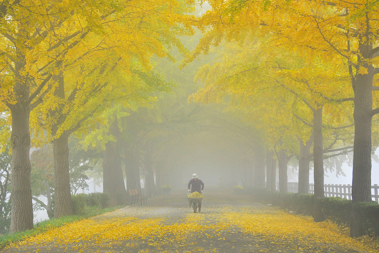 Autumn Leaves Poster och Canvastavla