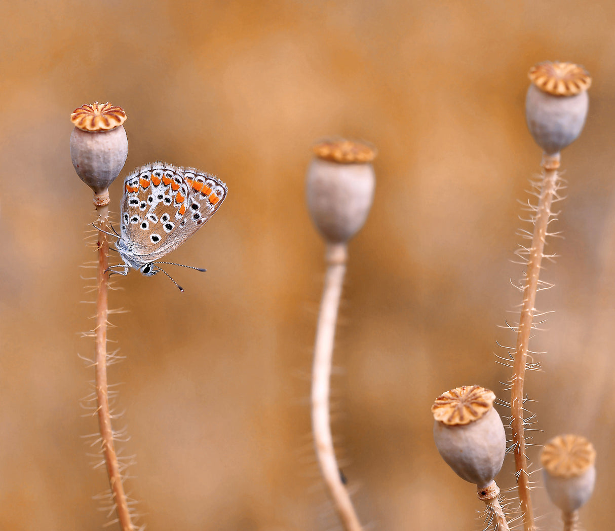 In the forest of poppies... Poster och Canvastavla