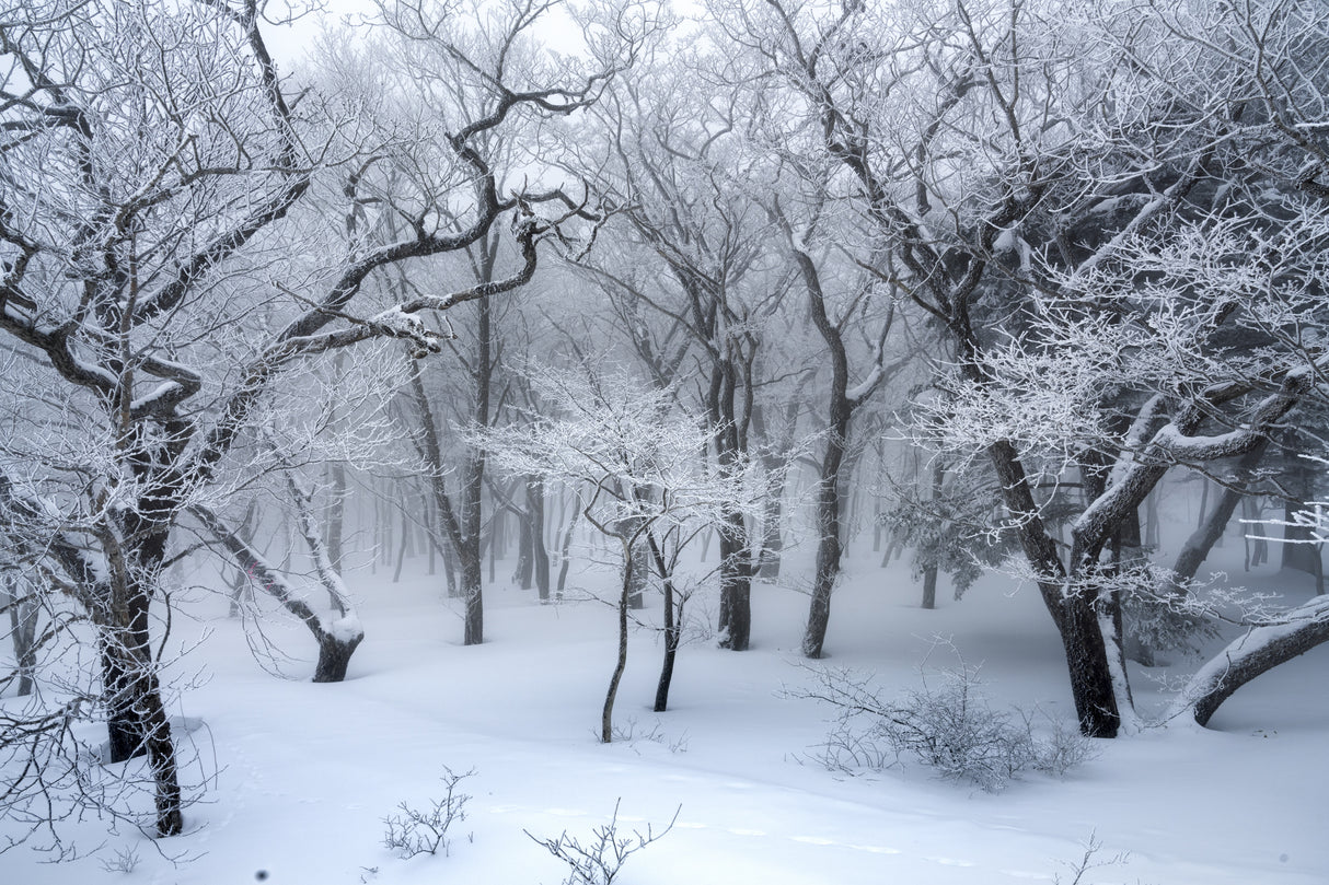 white forest Poster och Canvastavla