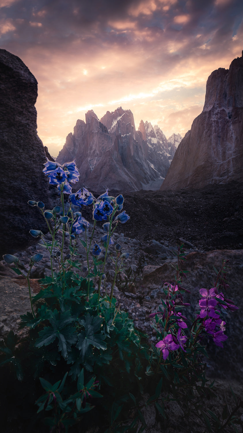 The flower of the magic world《魔界雙姬》 Poster och Canvastavla