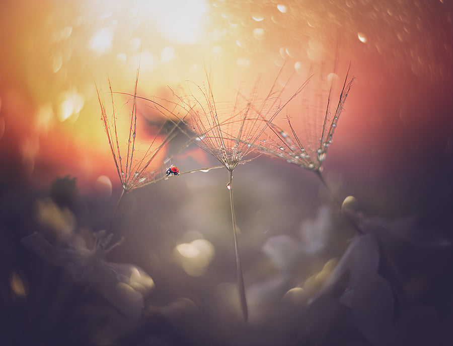 summer dream Poster och Canvastavla