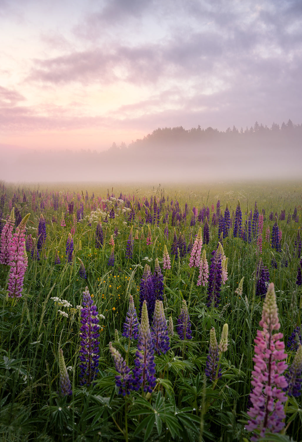 Lupines in fog part 3 Poster och Canvastavla
