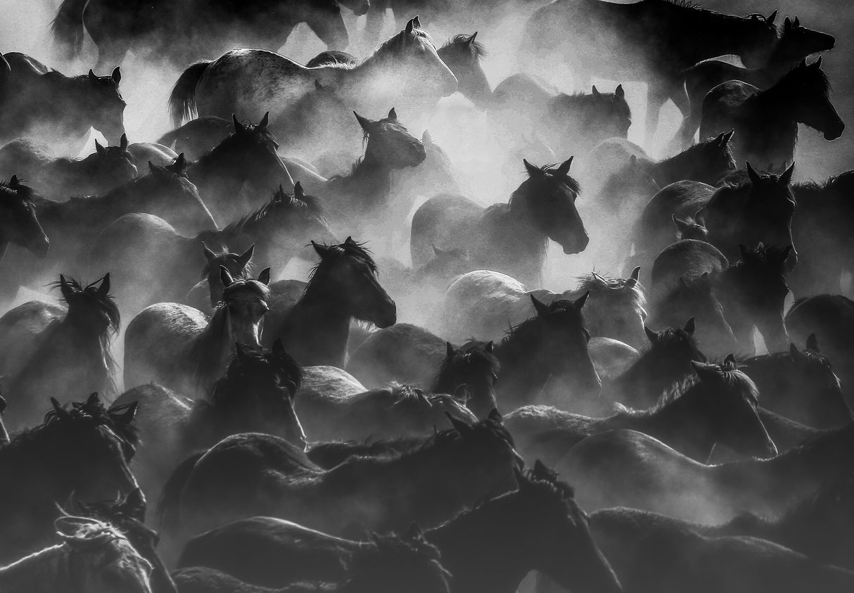 horses 2 Poster och Canvastavla