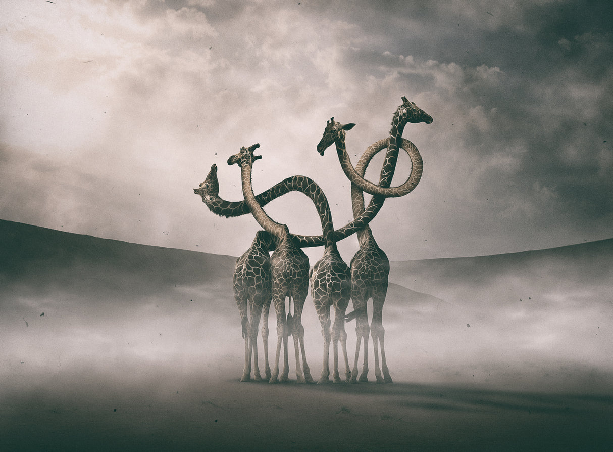 Giraffes Embracing Poster och Canvastavla