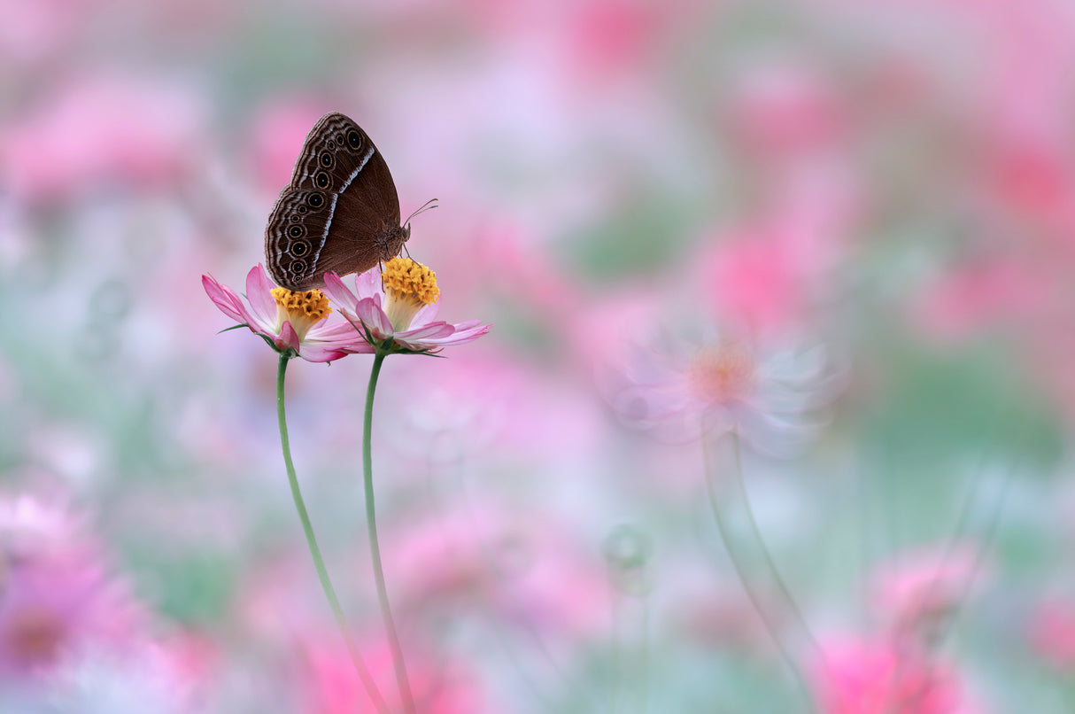 Beautiful Butterfly Poster och Canvastavla
