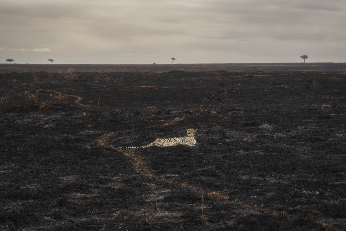 Savannah Burning Poster och Canvastavla