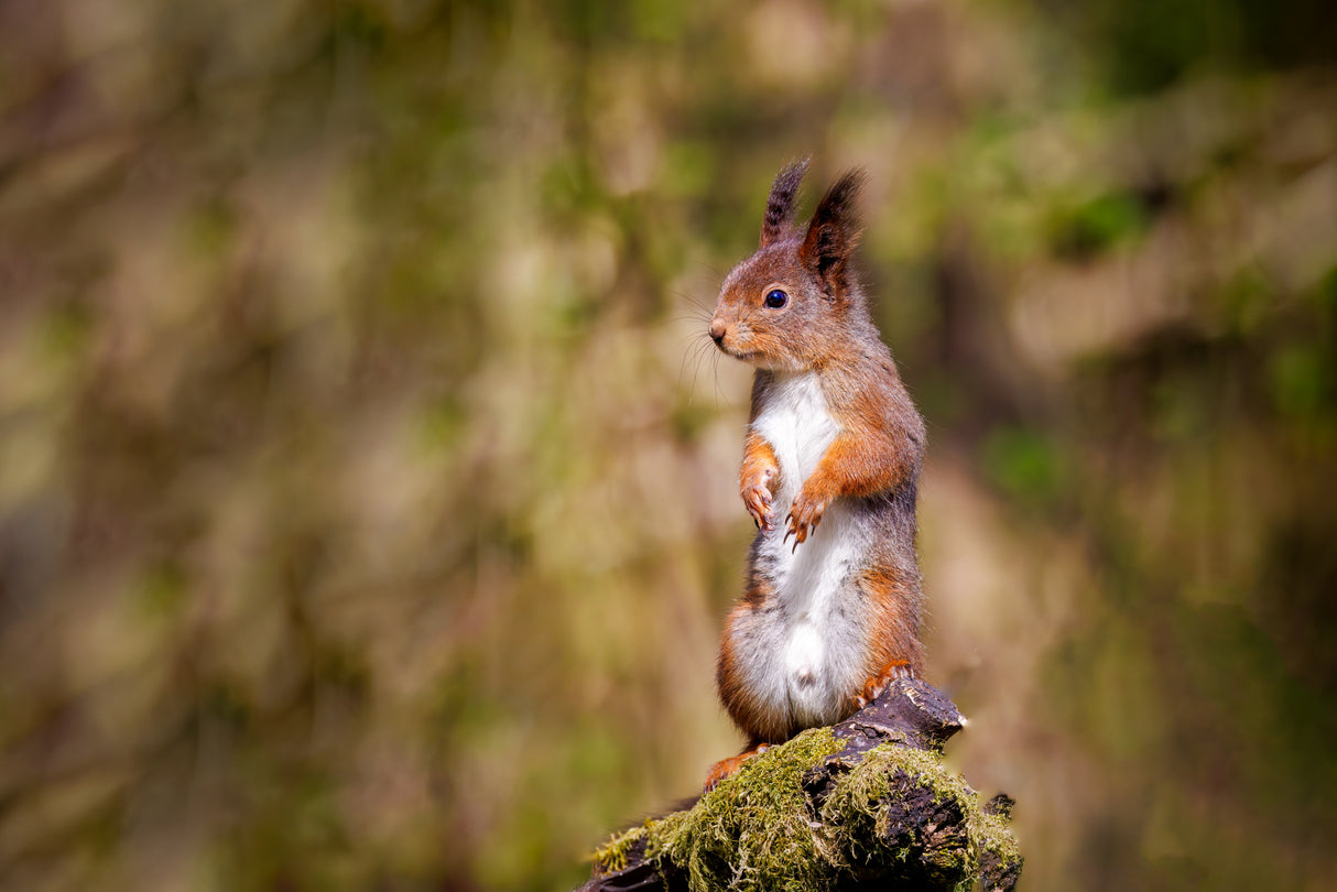 Curious Squirrel From Norwegian woods Poster och Canvastavla
