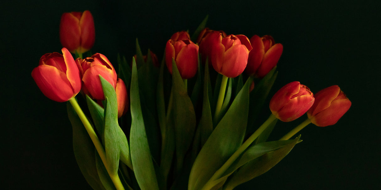 Orange tulips Poster och Canvastavla