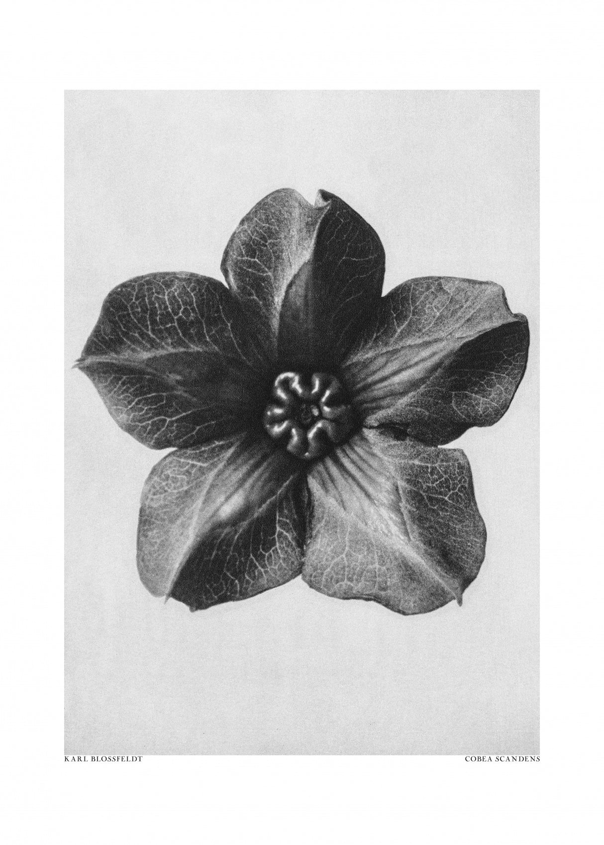 Cobaea Scandens Poster och Canvastavla