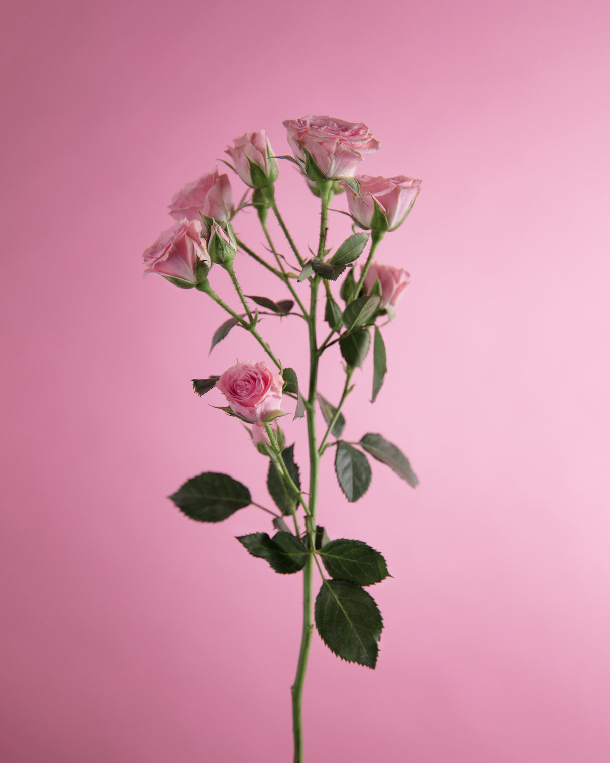 Pitiminí Poster och Canvastavla