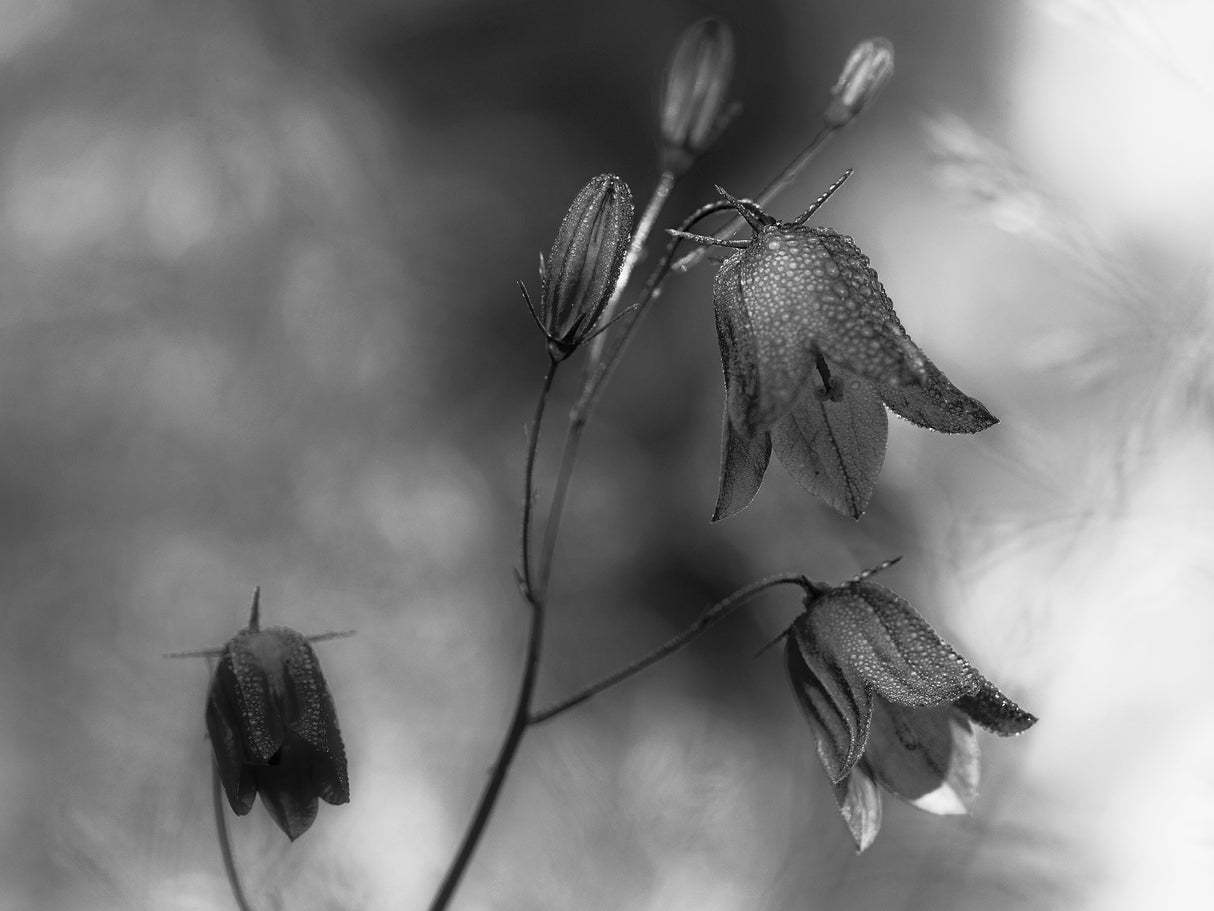 Monochrome bluebells Poster och Canvastavla