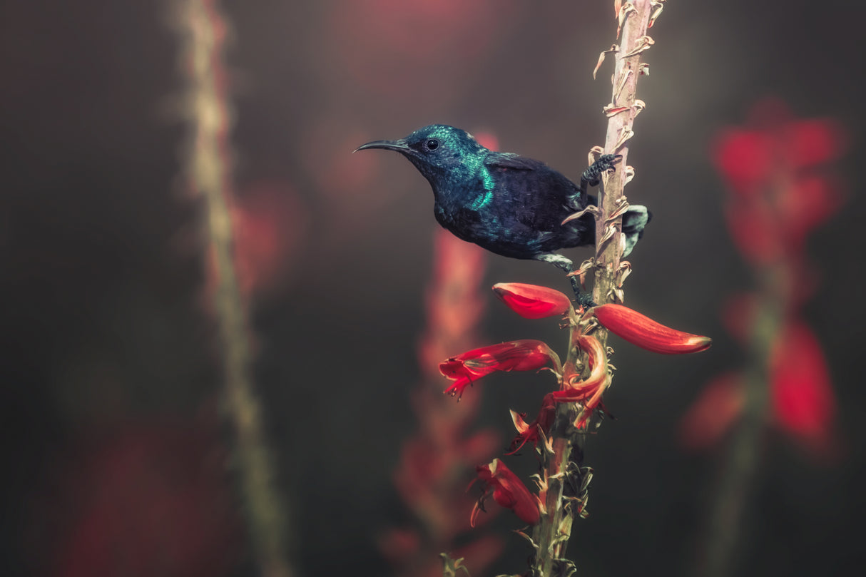 Sunbird Poster och Canvastavla