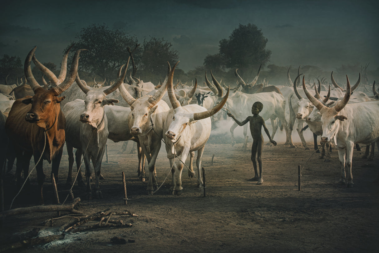 Mundari cattle camp-Child Poster och Canvastavla