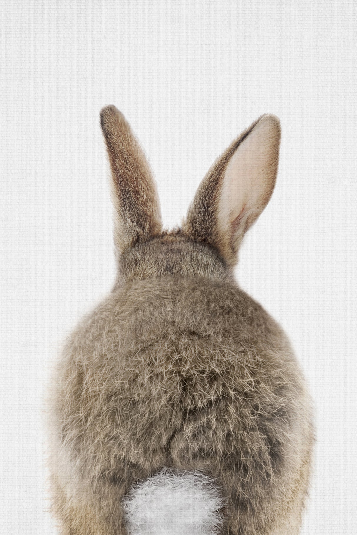 Peekaboo Bunny Tail Poster och Canvastavla