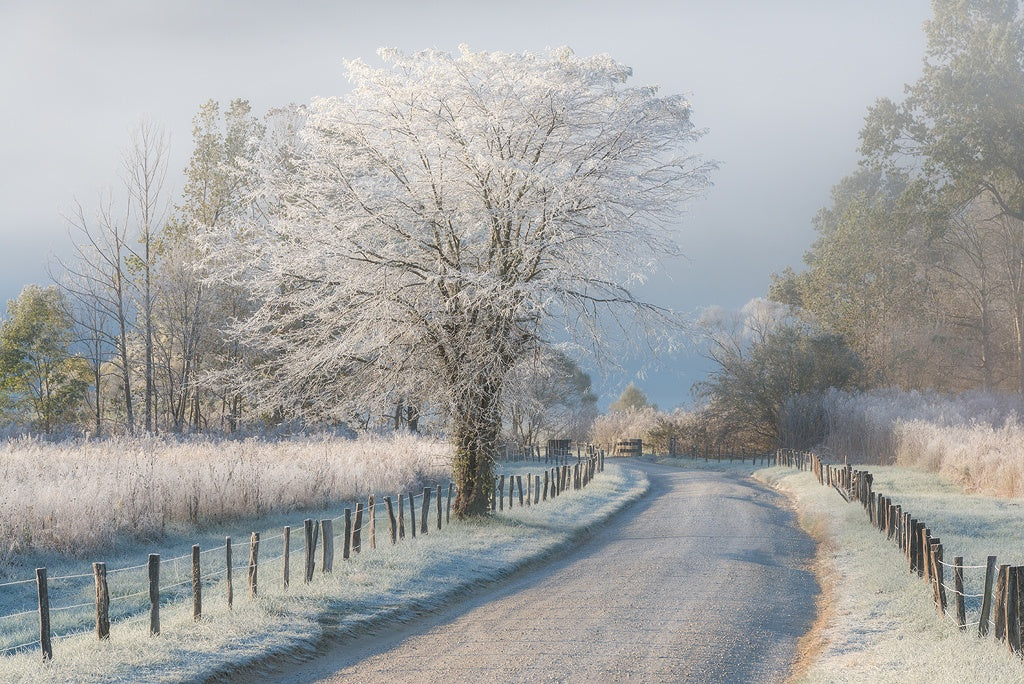 A Frosty Morning Poster och Canvastavla