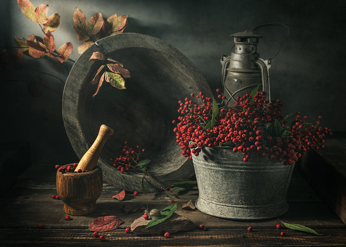 Toyon (Heteromeles arbutifolia) Poster och Canvastavla