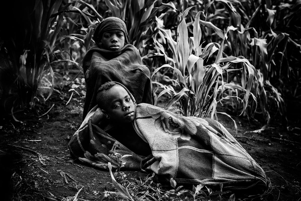 Boys in corn Poster och Canvastavla