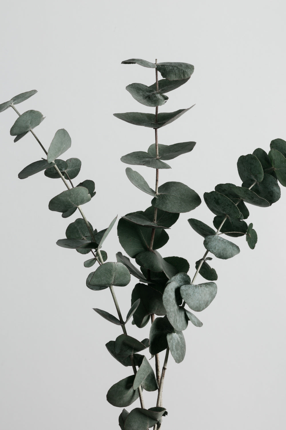 Eucalyptus Natural 01 Poster och Canvastavla