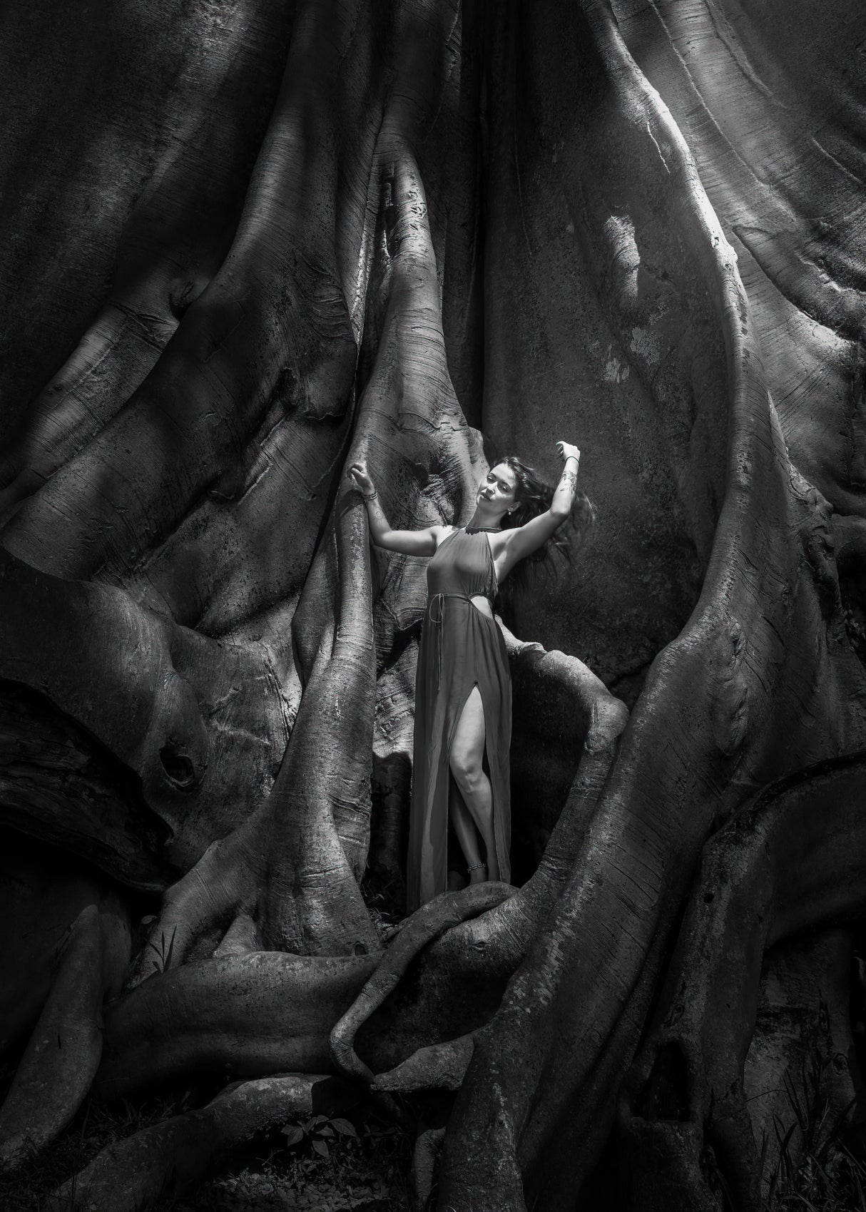 Woman and The Old tree Poster och Canvastavla