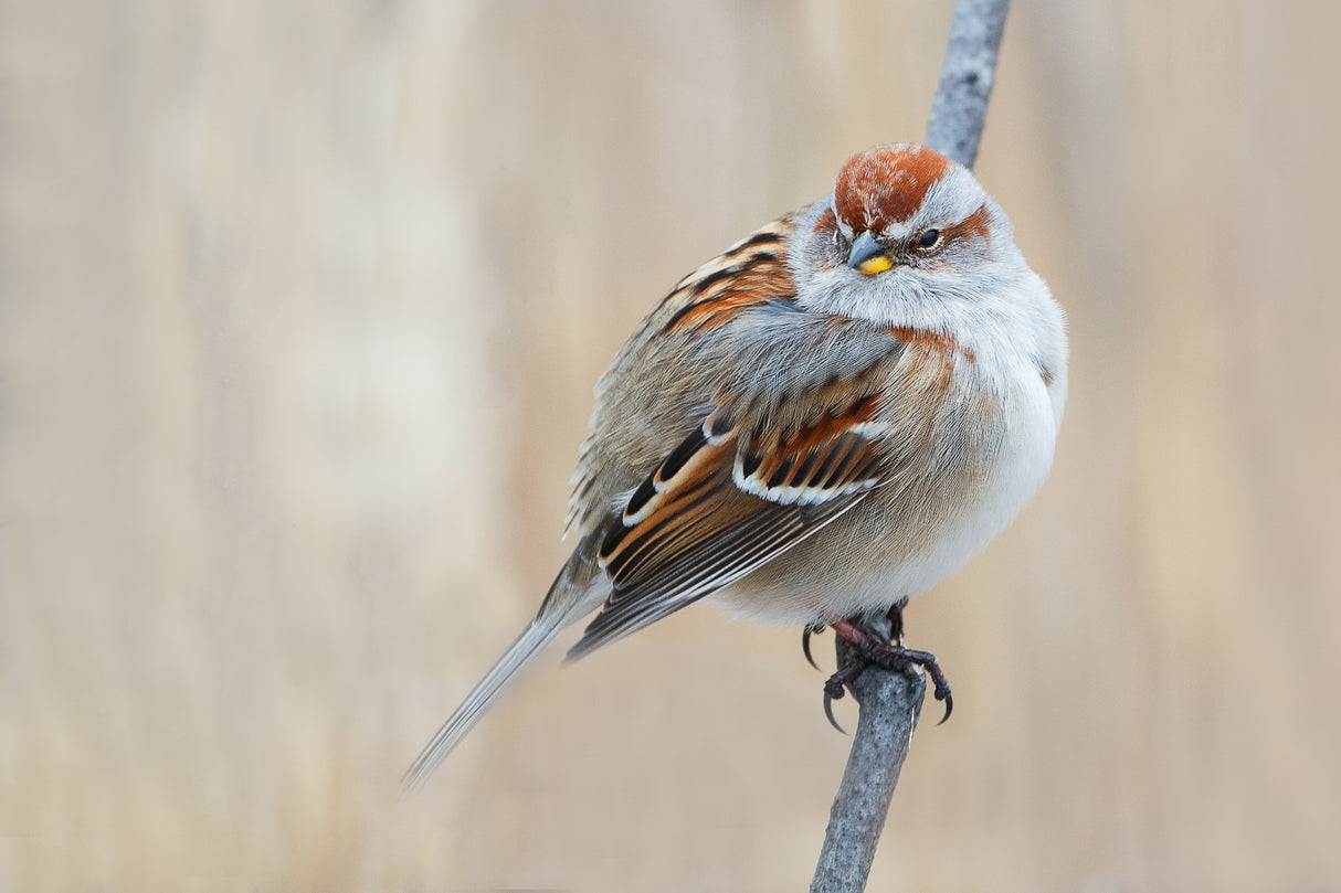 Too Fat To Fly? Poster och Canvastavla
