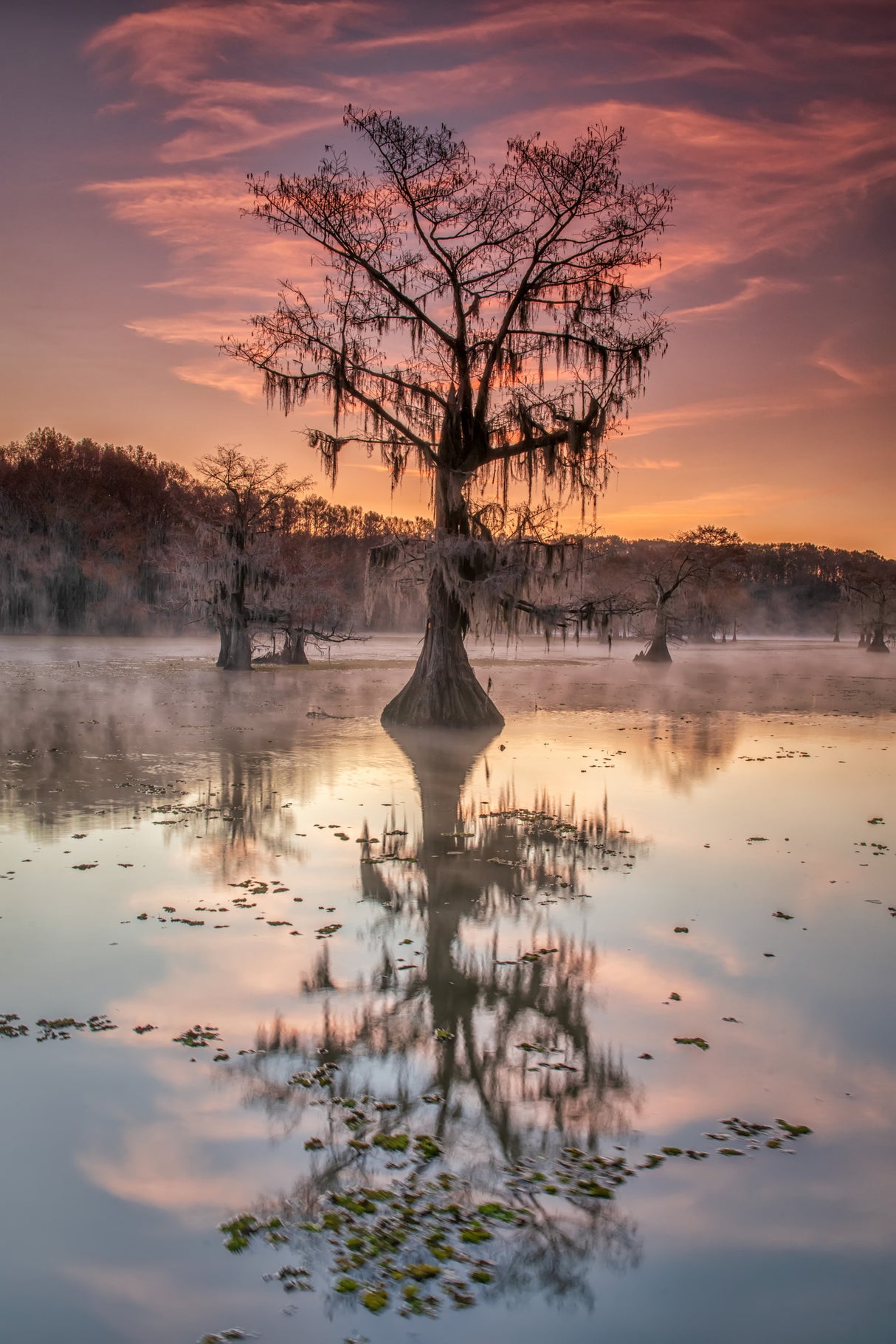 Bayou sunrise Poster och Canvastavla