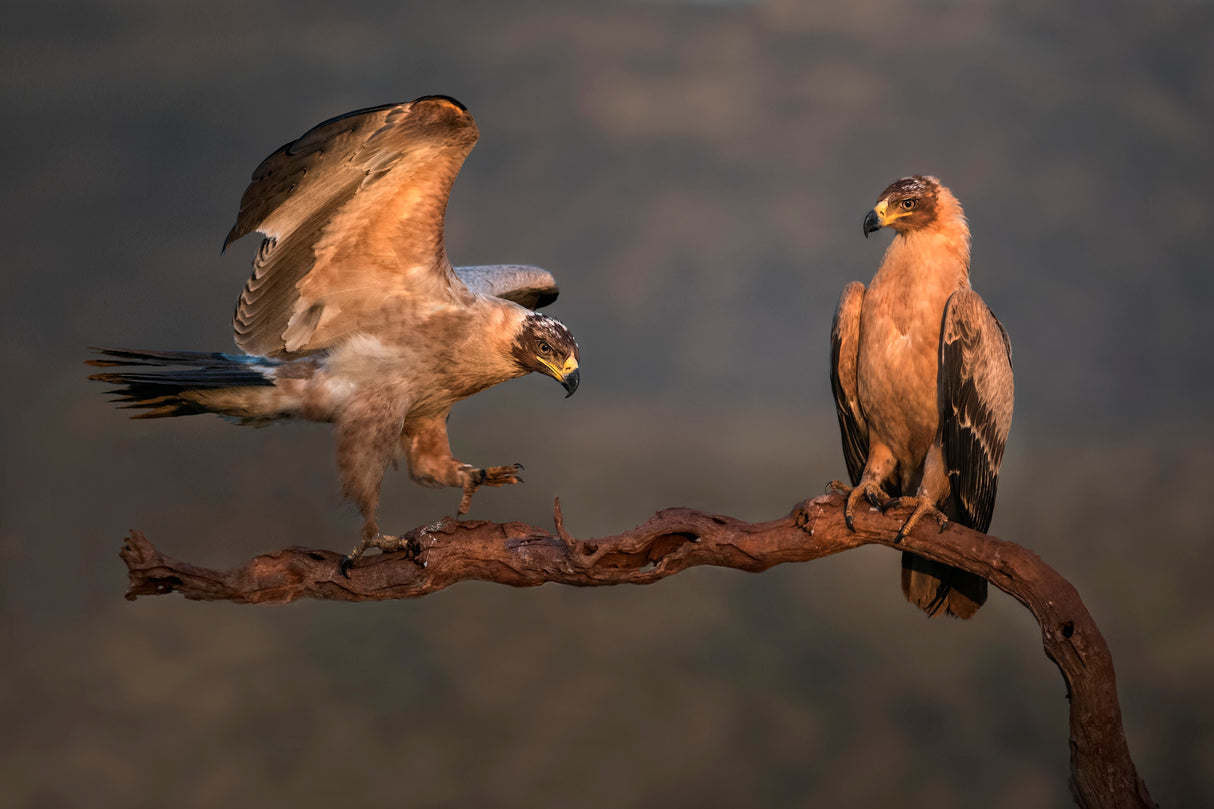 Tawny eagles Poster och Canvastavla