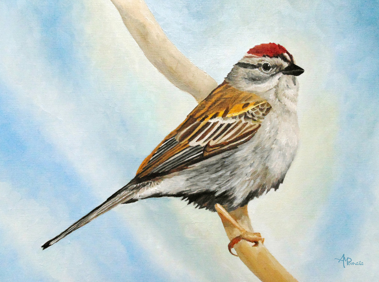 Chiping Sparrow Poster och Canvastavla