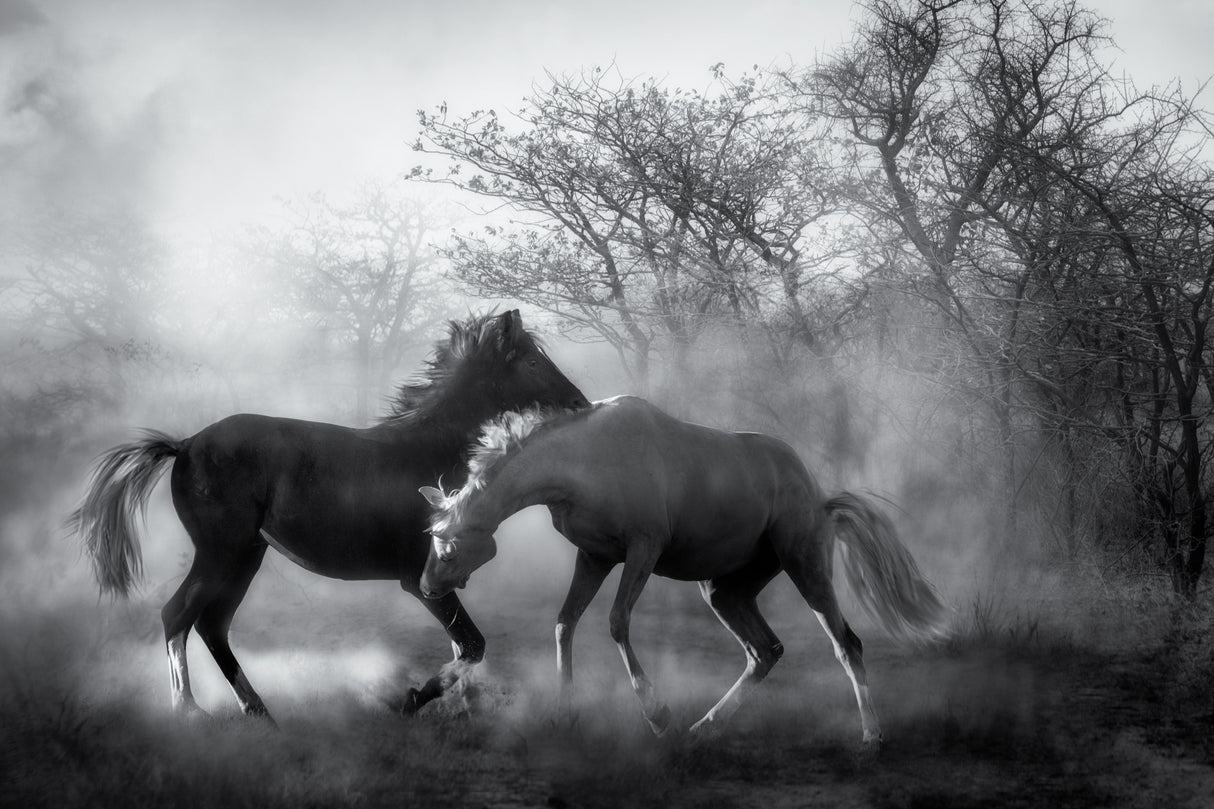 Playing in the dust... Poster och Canvastavla