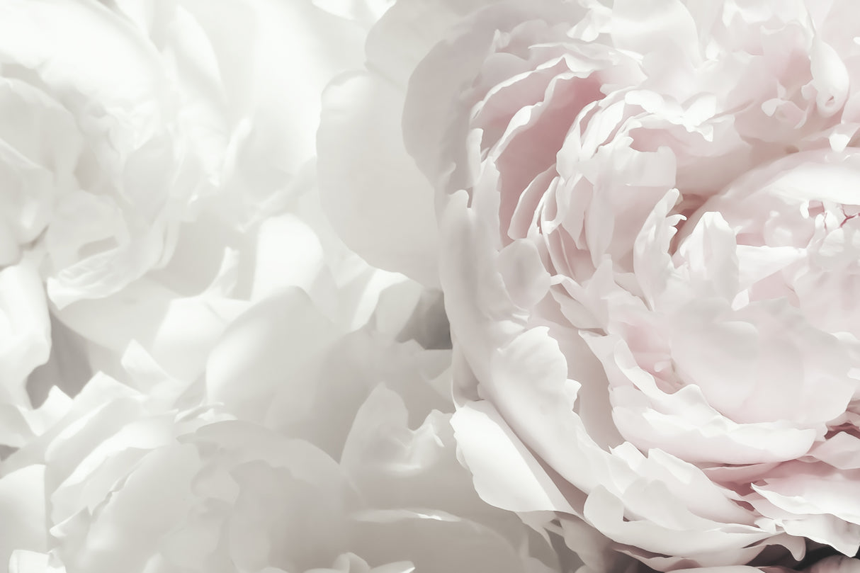 Peony 25 Poster och Canvastavla